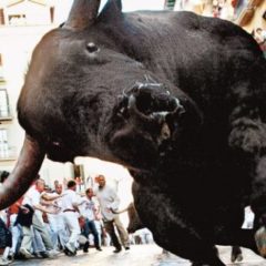 Toro Pamplona